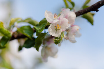 White apple blossoms bloom on a branch, spring awakening.