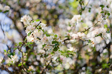 White apple blossoms bloom on a branch, spring awakening.