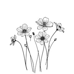 set of flowers with transparent background PNG and JPEG image	