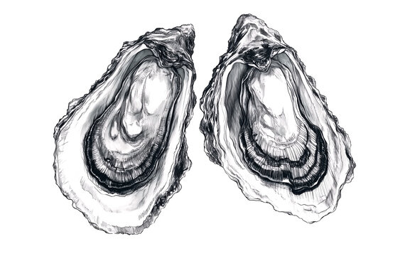 Seafood, oyster. Vintage retro print, black white seafood oyster sketch ink pencil style drawing, linear drawing, engrave old school. Sketch artwork oyster, seafood. Illustration