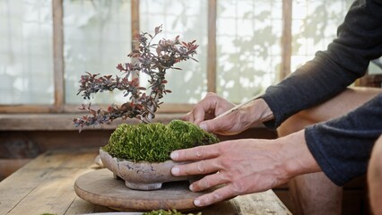 Engaging in careful Bonsai maintenance in a serene and peaceful environment is essential