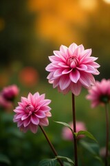 Obraz premium Pink dahlia flowers blooming in autumn garden against blurred background, pink, nature