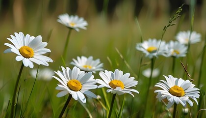 Fototapeta premium Blooming daisies in a sunlit meadow nature photography vibrant environment close-up view floral serenity