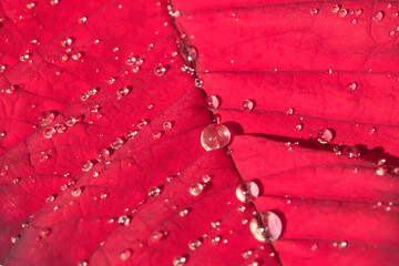 Poinsettia.jpeg