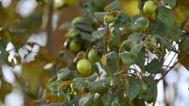Ziziphus mauritiana fruits on thetree. Its common names &nbsp;Indian jujube, Indian plum, Chinese date, Chinee apple, ber and&nbsp;dunks. This is a&nbsp;tropical&nbsp;fruit tree species belonging to the family&nbsp;Rhamnaceae