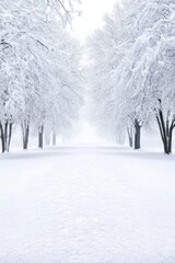 Snow Covered Trees Lining a Quiet Winter Pathway