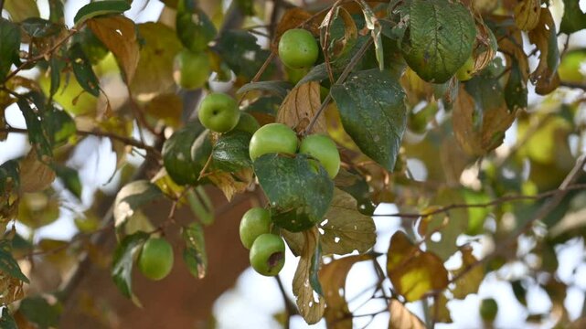 Ziziphus mauritiana fruits on thetree. Its common names &nbsp;Indian jujube, Indian plum, Chinese date, Chinee apple, ber and&nbsp;dunks. This is a&nbsp;tropical&nbsp;fruit tree species belonging to the family&nbsp;Rhamnaceae