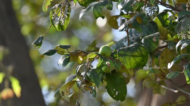 Ziziphus mauritiana fruits on thetree. Its common names &nbsp;Indian jujube, Indian plum, Chinese date, Chinee apple, ber and&nbsp;dunks. This is a&nbsp;tropical&nbsp;fruit tree species belonging to the family&nbsp;Rhamnaceae
