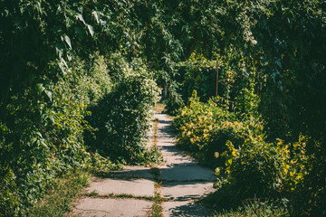 Narrow concrete path surrounded by dense green foliage, overgrown bushes, and hanging vines forming a natural archway in a summer park. Sunlight filtering through leaves casting shadows.