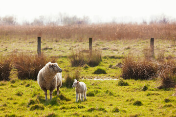 Mother sheep and lamb on pasture at the Elbe river