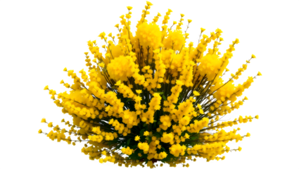 A vibrant, spherical cluster of bright yellow flowers with delicate, fluffy petals.