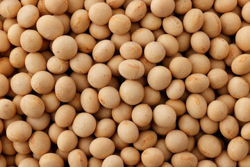 大豆　Soybean