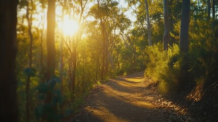 Fototapeta premium Golden sunlight illuminates a tranquil forest path, evoking peace and natural harmony.