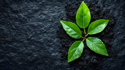 Naklejka premium Young vibrant Green Plant Growing in Fertile Soil Against Dark Background