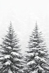 Obraz premium Pair of spruce trees laden with snow, serene winter forest landscape