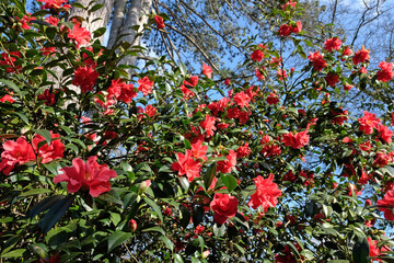 Red double camellia ‘Freedom Bell’  in flower.