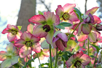 Pink and cream Helleborus x hybridus, hybrid hellebore,  ‘Harvington picotee’ Lenten rose in bloom