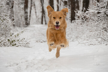 Photo of a golden retriever jumping. The dog runs in a winter pine forest