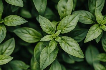 The concept of a fresh wallpaper is captured through an abstract background nature view, incorporating natural landscapes, textures, and leaves, along with copy space