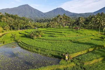 Fototapete Rice terraces with coconut trees, mountains and blue sky as the background © Anom Harya