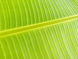 Texture of green banana leave for background.