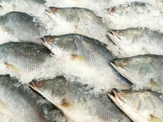 White perch fish on ice.