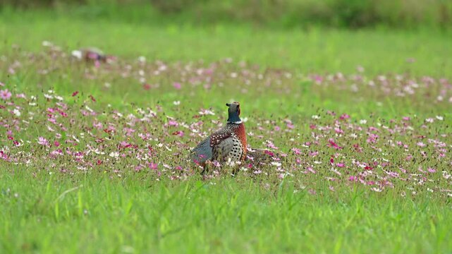 Ring-necked Pheasant male and female in a flower field