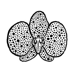 Spotted phalenopsis orchid single flower front view. Ink black hand drawn vector illustration on white background.