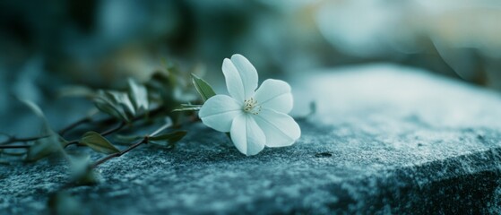 A lone, white flower on a weathered stone suggests solitude and elegance amidst a tranquil, earthy backdrop.