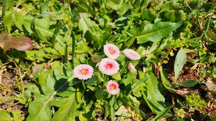 Bellis rotundifolia, the Round-leaved Daisy, graces the spring landscape with its vibrant beauty. © cilicia