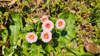 Bellis rotundifolia, the Round-leaved Daisy, graces the spring landscape with its vibrant beauty. © cilicia