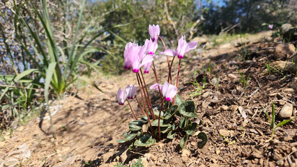 In the midst of spring, the Persian Cyclamen (Cyclamen persicum) blooms, enhancing the beauty of the Mediterranean pine forests with its vibrant and captivating presence.