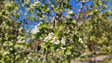 As the Mediterranean Hawthorn (Crataegus azarolus) blossoms, buzzing bees eagerly visit the flowers, creating a lively symphony in the blooming landscape