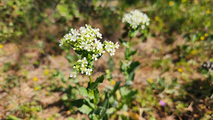 Whitetop (Lepidium draba) blossoms in a field