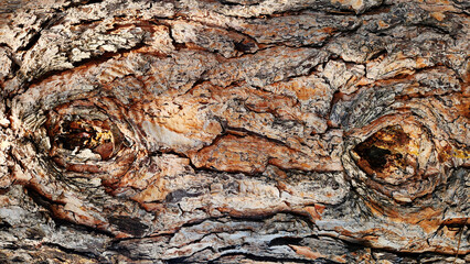 The Turkish Pine (Pinus brutia) features a distinctive bark pattern on its trunks, adding unique texture and visual interest to forests and landscapes in its native regions.
