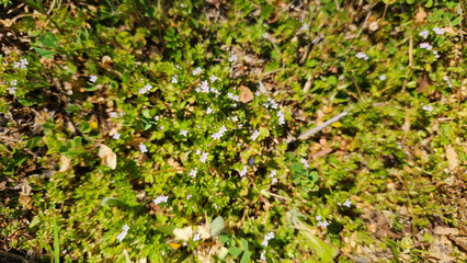 At the onset of spring, Field Madder (Sherardia arvensis) graces the meadows with its delicate blooms, adding a touch of charm and beauty to the awakening landscape.