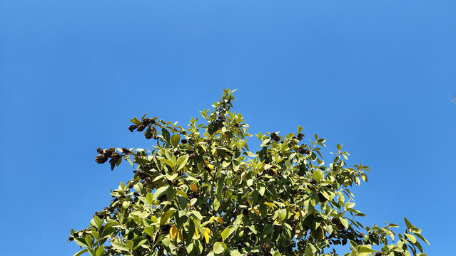 Pyramide Tree