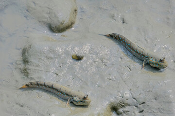 Mudskipper 