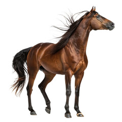 Obraz premium Brown Horse Standing Strong, Isolated on White Background as Transparent. PNG. AI GENERATED