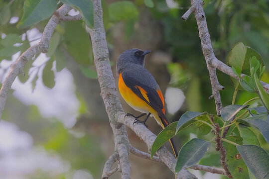 Small Minivet