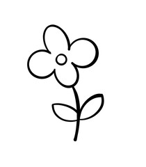 orchid isolated on white