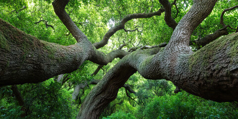 Obraz premium Low-Angle View of Mature Oak Tree with Moss and Canopy