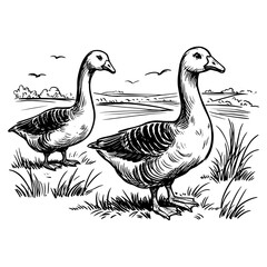 two geese walking in field black pastoral vector illustration