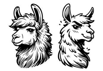 two llama portraits black expressive vector sketch