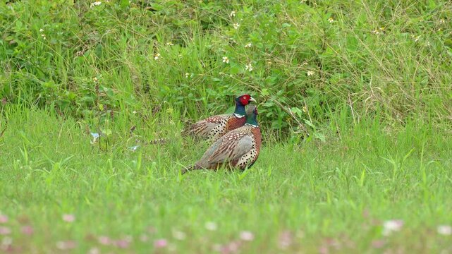 Three Ring-necked Pheasant male in the grass and one taking flight