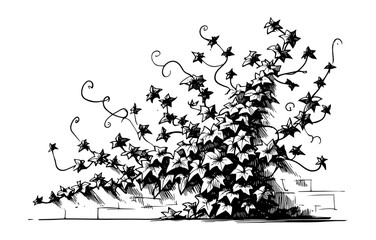 climbing ivy vine on wall vector black shape silhouette © Mago