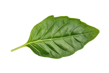 Fototapeta premium Fresh green basil leaves on PNG and transparent background