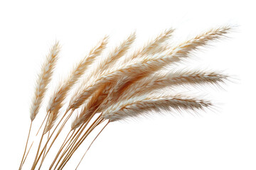 Beautiful pampas grass bunch on a white isolated background, ideal for decor and floral arrangements.