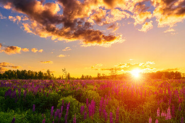 Sunset on a field with purple lupines in springtime.