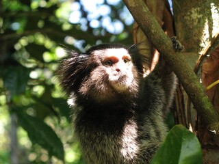 Fototapeta premium monkey mico jungle